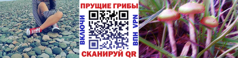 купить  сайты  Камызяк  Псилоцибиновые грибы прущие грибы 